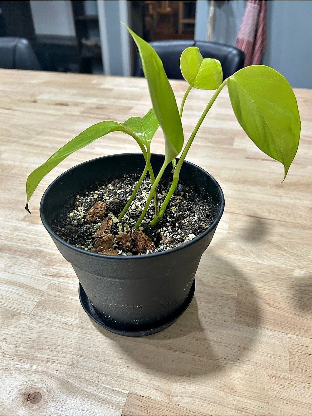 Neon Pothos Live Plant